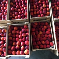 Хотим вас известить о точках продаж наших яблок и нектаринов (лысые персики).