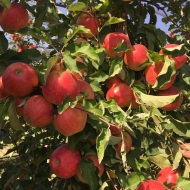 Советы по выращиванию яблонь